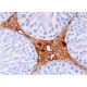 D3DR Antibody (9F4) - Western Blotting - Image 384573 