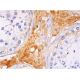 D3DR Antibody (9F4) - Western Blotting - Image 384574