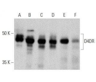 D4DR Antibody (2B9) - Western Blotting - Image 359529 