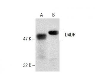 D4DR Antibody (2B9) - Western Blotting - Image 135857