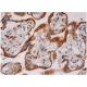 D5DR Antibody (E-12) - Immunohistochemistry - Image 286275
