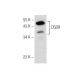 D5DR Antibody (E-12) - Western Blotting - Image 153950 