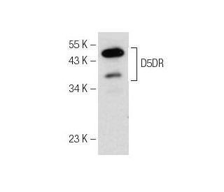 D5DR Antibody (E-12) - Western Blotting - Image 153950The Double Nickase Plasmid features a U6 promoter for sgRNA expression, a 20 nt targeting sequence, and a gRNA scaffold to guide Cas9n. It includes a CBh promoter for Cas9n (D10A) and puromycin resistance, GFP for transfection verification, and nuclear localization signals (NLS). The 2A peptide allows co-expression of Cas9n and Puro from a single promoter, enabling precise genome editing with reduced off-target effects.