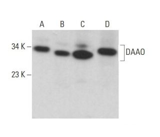 DAAO Antibody (B-3) - Western Blotting - Image 375494 
