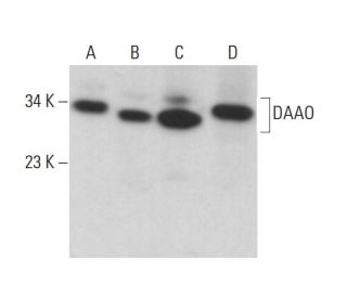 DAAO Antibody (B-3) - Western Blotting - Image 375494
