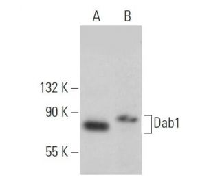 western blotting image from recommended Dab1 (G-5) monoclonal antibody replacement. Image 363512