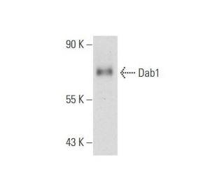 Dab1 Antibody (G-5)