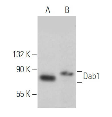 Dab1 Antibody (G-5) | SCBT - Santa Cruz Biotechnology