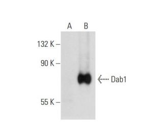 Dab1 Antibody (G-5) - Western Blotting - Image 130572