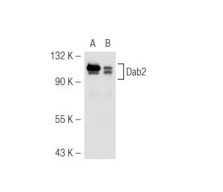 Dab2 Antibody (B-3) - Western Blotting - Image 46205 