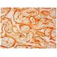 Dab2 Antibody (C-1) - Immunohistochemistry - Image 304602 