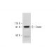 Dab2 Antibody (C-1) - Western Blotting - Image 291007