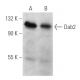 Dab2 Antibody (C-1) - Western Blotting - Image 356548 