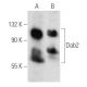 Dab2 Antibody (D-6) - Western Blotting - Image 356547 