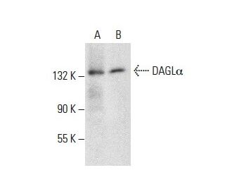 DAGLα Antibody (E-6) - Western Blotting - Image 287919