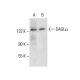 DAGLα Antibody (E-6) - Western Blotting - Image 287919
