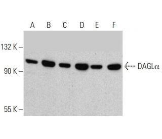DAGL&alpha; Antibody (E-6) - Western Blotting - Image 384518 