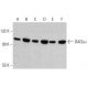 DAGLα Antibody (E-6) - Western Blotting - Image 384518 