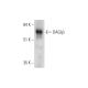 DAGLβ Antibody (A-5) - Western Blotting - Image 331154