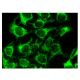 DAK Antibody (A-5) - Immunofluorescence - Image 142963 