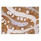 DAK Antibody (A-5) - Immunohistochemistry - Image 161053 