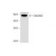 DALRD3 Antibody (H-12) - Western Blotting - Image 318018 