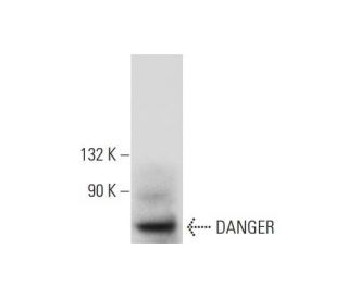DANGER Antibody (H-7) - Western Blotting - Image 333392 