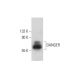 DANGER Antibody (H-7) - Western Blotting - Image 333391