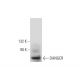 DANGER Antibody (H-7) - Western Blotting - Image 333392 