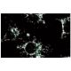 DAP-3 Antibody (10) - Immunofluorescence - Image 60573