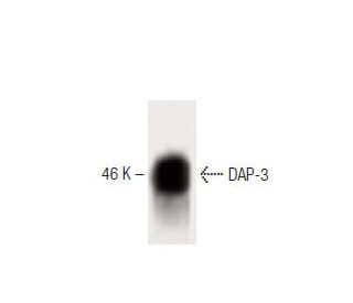 DAP-3 Antibody (10) - Western Blotting - Image 60275 
