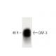 DAP-3 Antibody (10) - Western Blotting - Image 60275 