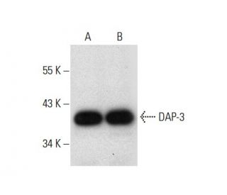 DAP-3 Antibody (E-4): sc-374182