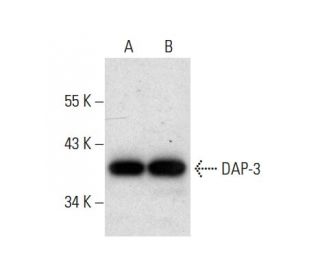 DAP-3 Antibody (F-12) - Western Blotting - Image 304488 