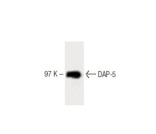 DAP-5 Antibody (35) - Western Blotting - Image 60377 