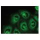 DAP-5 Antibody (B-1) - Immunofluorescence - Image 149373 