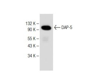 DAP-5 Antibody (B-1) - Western Blotting - Image 149454 
