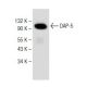 DAP-5 Antibody (B-1) - Western Blotting - Image 149454 