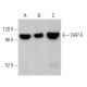DAP-5 Antibody (B-1) - Western Blotting - Image 366992