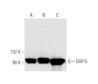DAP-5 Antibody (B-8) - Western Blotting - Image 58300 