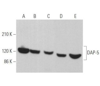 DAP-5 Antibody (F-2) - Western Blotting - Image 361938 