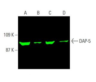 DAP-5 Antibody (F-2) - Western Blotting - Image 386753