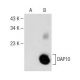 DAP10 Antibody (C-5) - Western Blotting - Image 147837