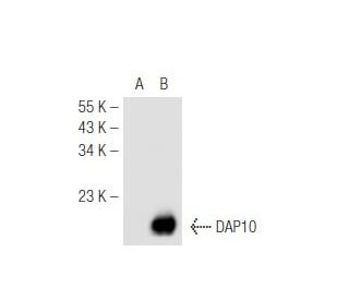 western blotting image from recommended DAP10 (H-2) monoclonal antibody replacement. Image 46212