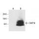 DAP10 Antibody (H-2) - Western Blotting - Image 405103