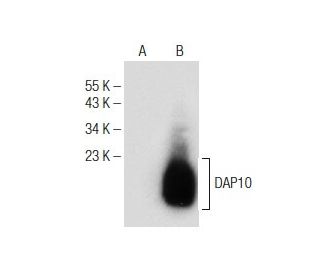 DAP10 Antibody (H-3) - Western Blotting - Image 150877 