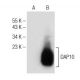 DAP10 Antibody (H-3) - Western Blotting - Image 150877 