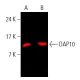 DAP10 Antibody (H-3) - Western Blotting - Image 396331