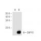 western blotting image from recommended DAP10 (H-2) monoclonal antibody replacement. Image 46212
