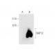 DAP12 Antibody (A-4) - Western Blotting - Image 66907